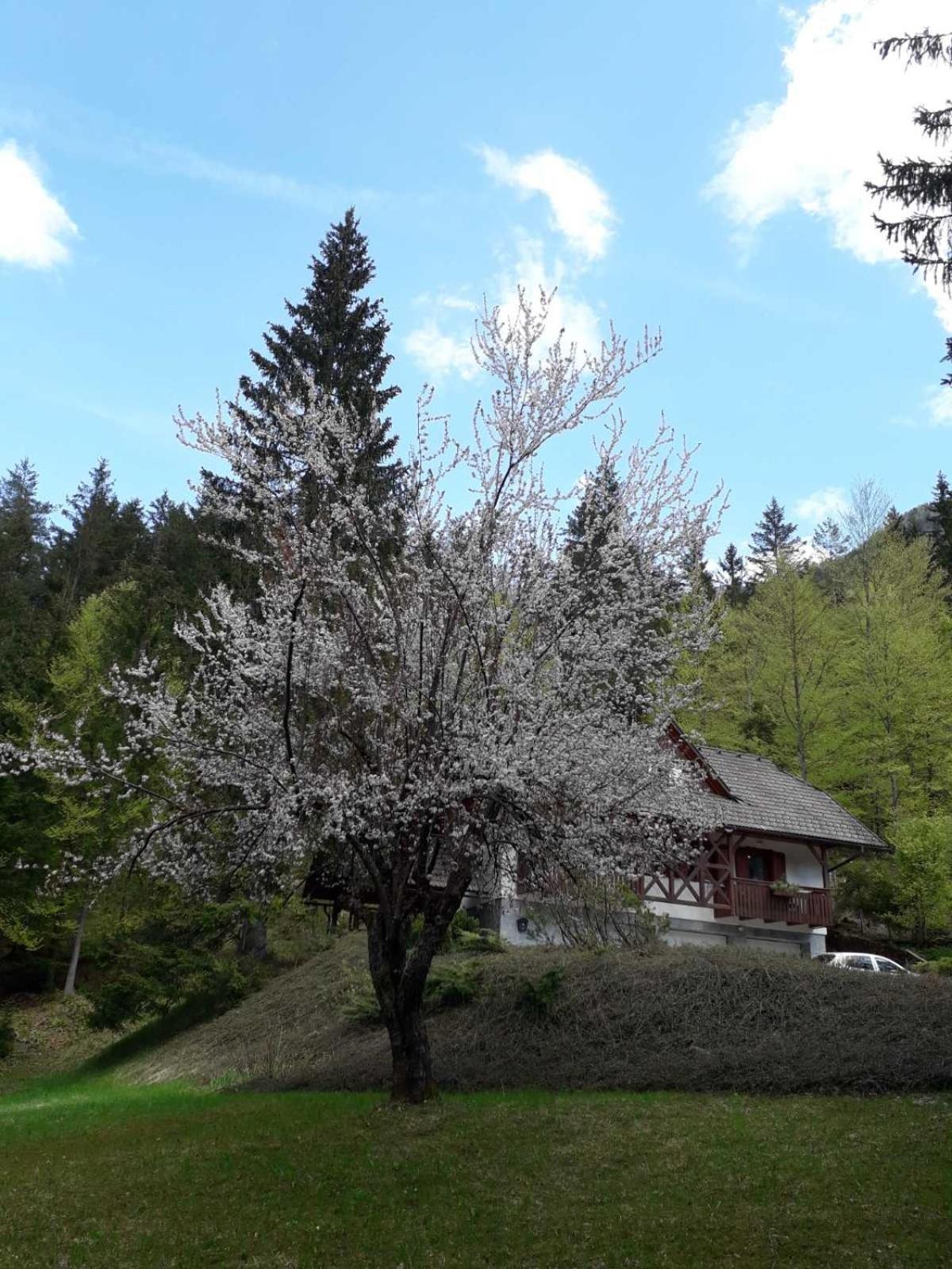 Apartma Gaja Kranjska Gora Kültér fotó